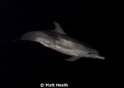 Night Dolphin (Atlantic Spotted Dolphin) by Matt Heath 